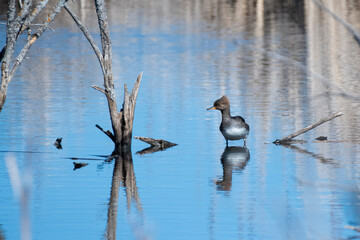 Hooded Merganser female (Lophodytes cucullatus)