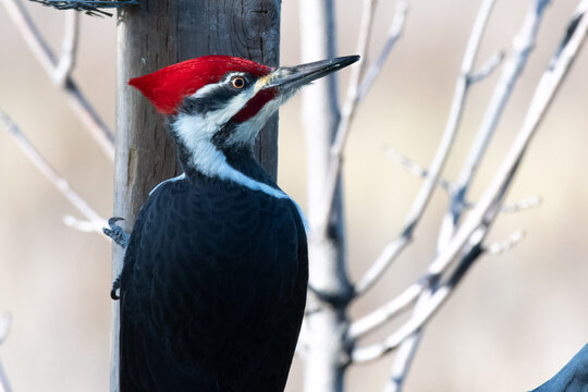 Pileated Woodpecker (Dryocopus pileatus) close-up