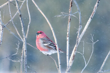 Pine grosbeak snow day