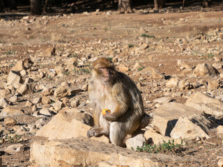 Barbary macaque (Macaca sylvanus), the Middle Atlas mountains, at Azrou, Morocco