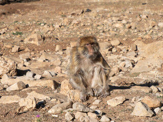 Barbary macaque (Macaca sylvanus), the Middle Atlas mountains, at Azrou, Morocco