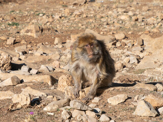 Barbary macaque (Macaca sylvanus), the Middle Atlas mountains, at Azrou, Morocco