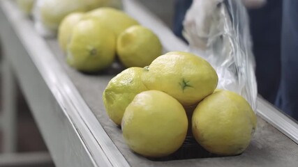 Medium shot of minimal pomelo packaging process highlighting lightweight simple wrapping designs that reduce waste while ensuring fruit protection and ease of handling.