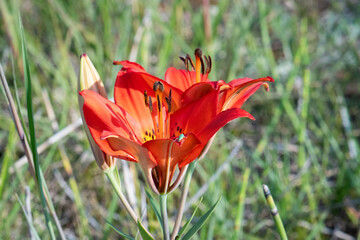 Wood Lily (Lilium philadelphicum) side view