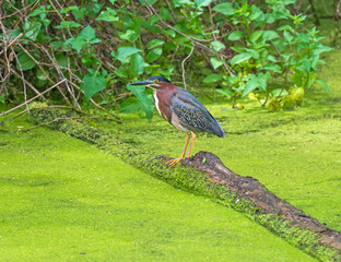 Green Heron Poised in a Verdant Pond
