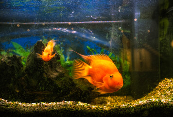 colorful fish display, vivid aquatic scene with plants, bright fish swim among lush green plants