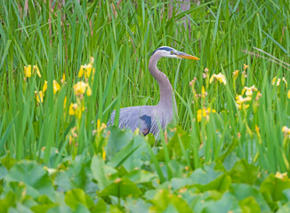 Great Blue Heron Stalking Prey in the Reeds