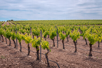 Lush green grapevines stretch across a vineyard under a cloudy sky, showcasing the beauty of viticulture and agricultural landscapes