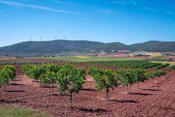 Rows of Fruit trees in a spacious field set in the countryside, symbolizing growth and sustainability in agriculture