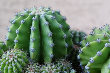 Green cactuses. Cacti with thorns