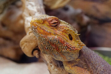 Bearded dragon, Pogona vitticeps, also known as inland bearded dragon