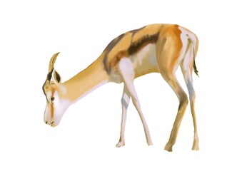 gazelle isolated on white background
