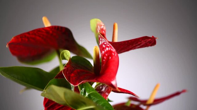 Red Anthurium House plant Anturium rotating in flowerpot over grey background, Anthurium heart shaped flower, Flamingo flowers or Anthurium andraeanum (Araceae, Arum). 