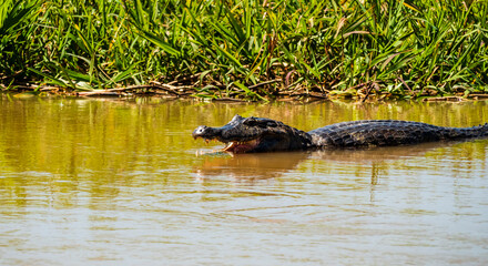 Stunning view of caiman gliding through the calm waters, surrounded by reflections of lush vegetation and natural floodplain of Pantanal wetlands, Brazil