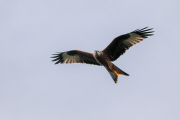 Fototapeta premium Red Kite in Flight Against a Soft Sky