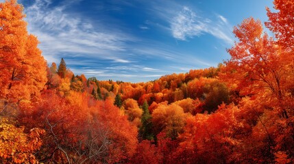 Fototapeta premium Vibrant autumn forest canopy bathed in golden sunlight under a blue sky