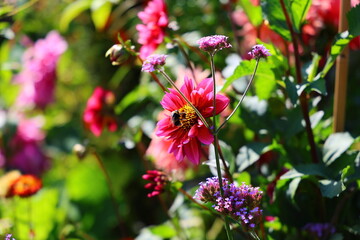 Bee collecting pollen on a bright pink flower surrounded by colourful summer blooms and soft garden foliage in natural sunlight