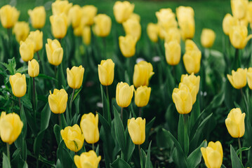 Yellow Tulips Blooming in a Spring Garden