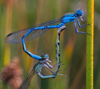 Mating Damselflies with Water Mites  - Powered by Adobe