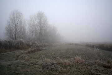 misty morning in the forest
