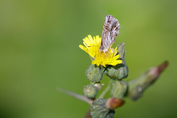 Tiny autumn butterfly
