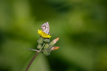 Tiny autumn butterfly