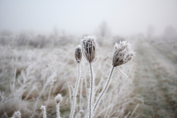 Frosty hoarfrost in the fog.