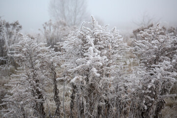 Frosty hoarfrost in the fog.