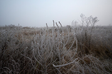 Frosty hoarfrost in the fog.
