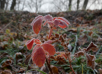 Frosty hoarfrost in the fog.