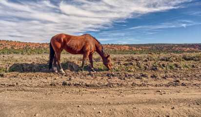 Horse along House Rock Valley Road Arizona