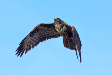 osprey in flight