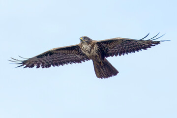 Buzzard in flight