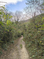 Bosque en plena transición otoñal, destacando la intensa vida vegetal del suelo.	