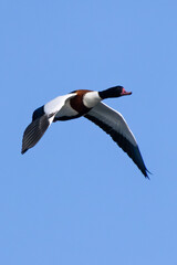 Common Shelduck (Tadorna tadorna) Coastal Estuary and Mudflat Dweller at Bull Island Dublin