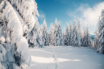 Utterly spectacular snow-covered pine trees blanketed in thick white snow under a clear blue sky....