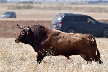 toro marron en el campo