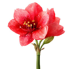 Christmas Amaryllis flower watercolor illustration featuring vibrant red petals and delicate details, perfect for holiday-themed designs and festive decorations