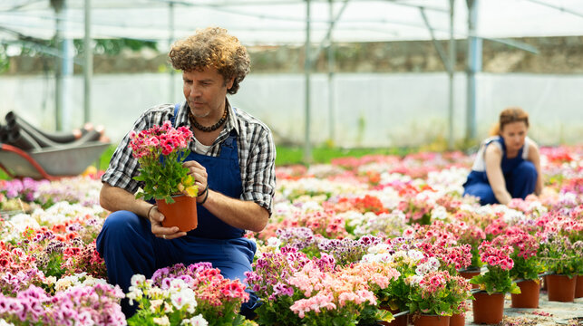 Male worker inspects a pot of geraniums in a greenhouse. Gardener checks the leaves of the flower and puts it up for sale. Flowers and potted plants in a garden hypermarket