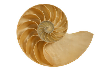 Obraz premium Nautilus shell cross section revealing inner chambers and spiral structure, demonstrating golden ratio and natural geometry