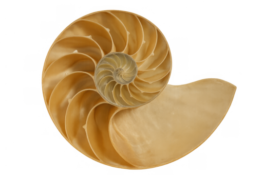 Nautilus shell cross section revealing inner chambers and spiral structure, demonstrating golden ratio and natural geometry