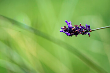 Nahaufnahme eines Lavendelzweig