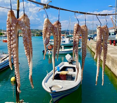 octopus drying in the sun in the port of gytheio