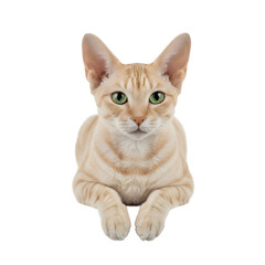 Obraz premium Transparent background Cute cat expression carrying transparent paper looking at camera for unique and interesting commercial advertising