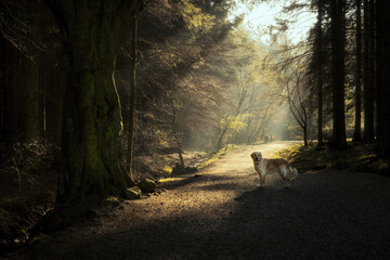 A golden retriever stands on a forest path in Beecraigs Country Park, West Lothian, Scotland. Early morning sunlight filters through the trees, creating a peaceful autumn atmosphere.