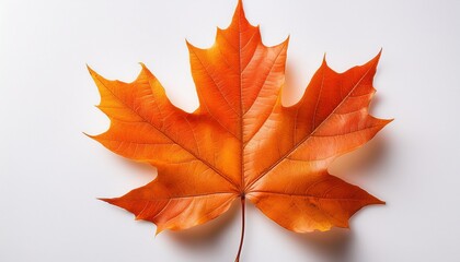 Obraz premium Vivid Orange Maple Leaf Against A Clean Transparent Background Evokes Autumn Charm And Seasonal Warmth Ideal For Fall Campaigns Nature Themes And Decorative Designs Requiring Bright Inviting Color