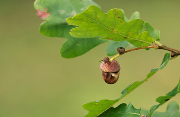 acorn on the tree
