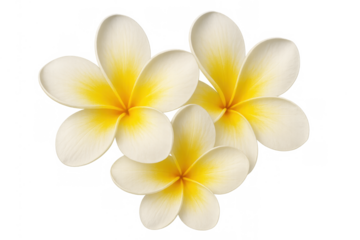Plumeria or frangipani flowers blooming, creating a vibrant tropical feel. Isolated with a transparent background