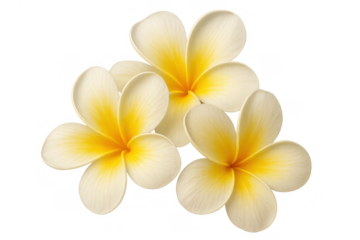 Frangipani flowers blooming, tropical floral design element, isolated botanical illustration on transparent background
