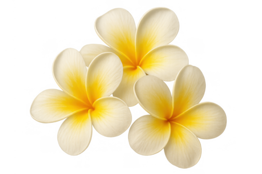 Frangipani flowers blooming, tropical floral design element, isolated botanical illustration on transparent background
